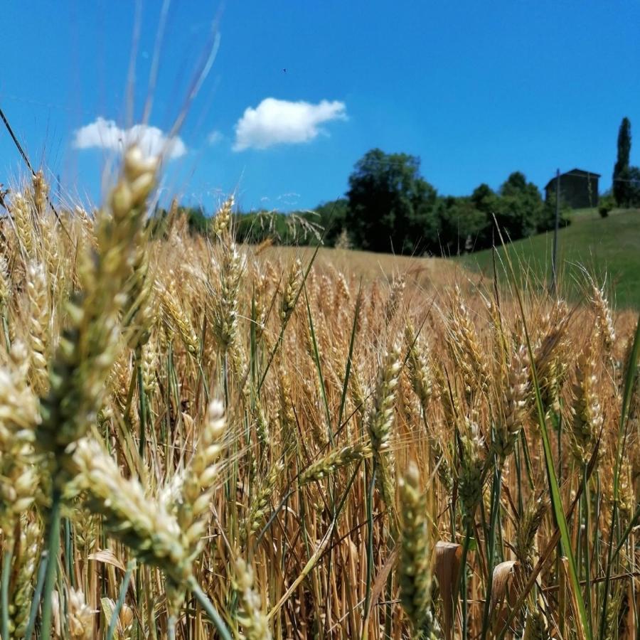 Az. Agr. Agriturismo Nonna Nella Villa Guiglia Luaran gambar